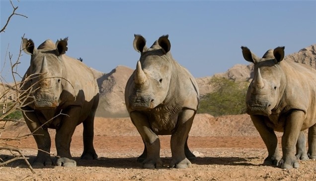التغير المناخي يهدد بانقراض وحيد القرن 