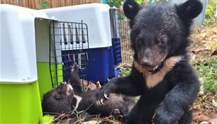 العثور على 16 من صغار الدببة المهددة بالانقراض داخل منزل