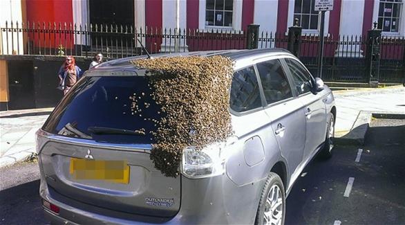 سرب ضخم من النحل يطارد سيارة بعد احتجاز ملكتها في الصندوق (ميترو)
