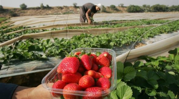 فراولة من أراضي غزة (أرشيف)