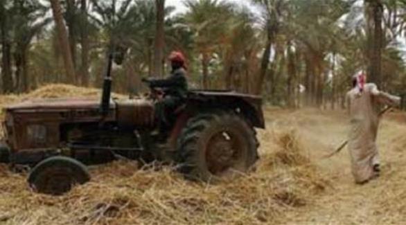 العراق: تقرر إلغاء عقود "مزارعي داعش" وتطالب بتعميم العقاب (أرشيف)