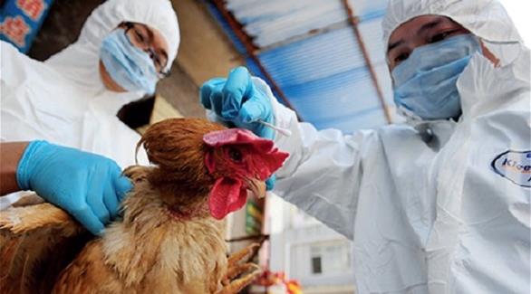 أصابة جديدة بفيروس إنفلونزا الطيور بالصين (أرشيف)