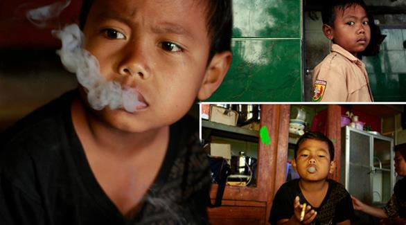 الطفل الإندونيسي يختبئ في حقول التبغ بعيداً عن أعين والديه (دايلي ميرور)
