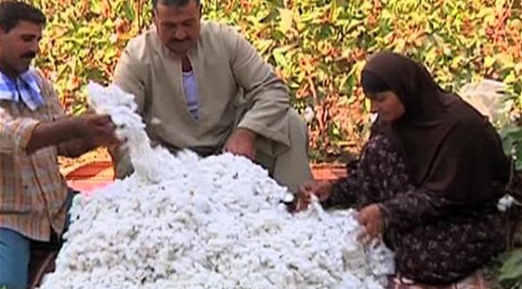 مصريون ينظفون محصول القطن (أرشيف)