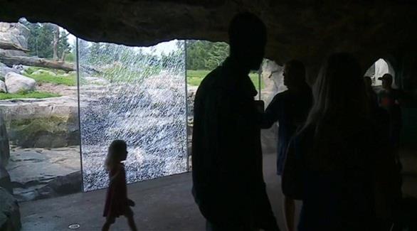 دب يحطم زجاج حديقة حيوان بحجر بحجم كرة السلة (إن واي ديلي نيوز)
