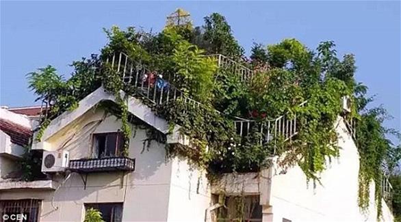 صيني يبني غابة من 5 طبقات فوق سطح منزله (دايلي ميل)