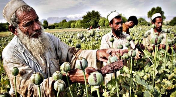 أفغان يجمعون زهرة الأفيون المخدرة(أرشيف)