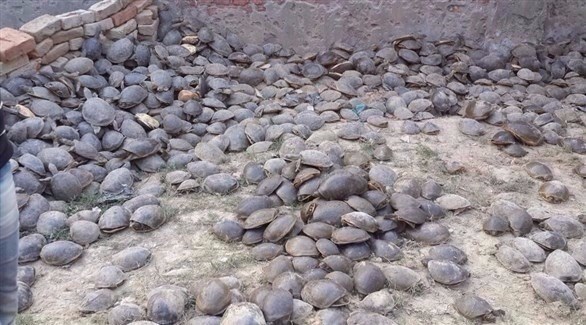 العثور على آلاف السلاحف في منزل مهرب بالهند (يو بي آي)