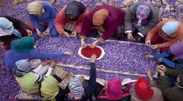 نساء إيرانيات يعملن على تجميع مادة الزعفران (أرشيف)
