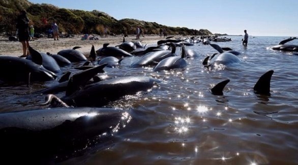 إنقاذ الحيتان في نيوزيلندا (أرشيف)