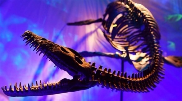 الهيكل العظمي للديناصور (أ ف ب)