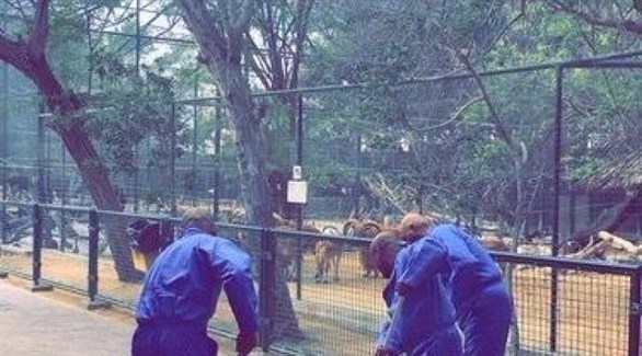 تنظيف حديقة الحيوانات في دبي.(أرشيف)