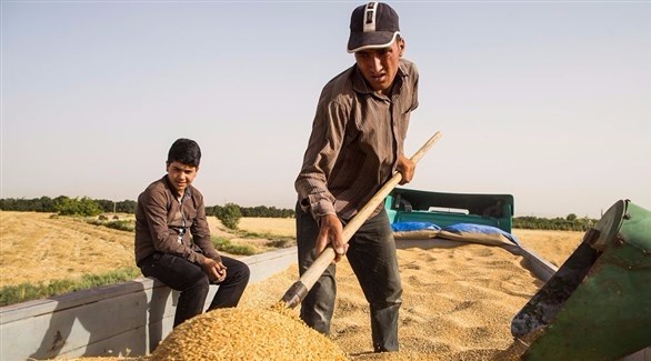 عاملان ينقلون القمح عبر شاحنة (مهر)