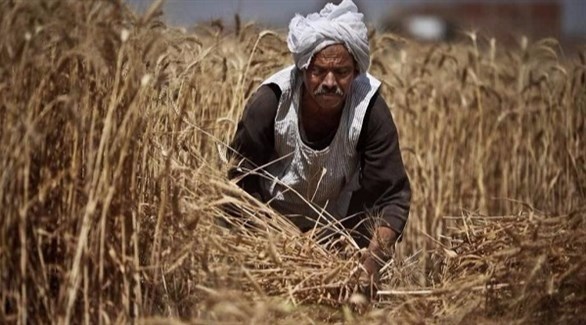 مصري يجمع القمح في أحد الحقول (أرشيف)