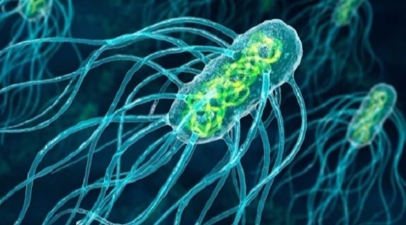 بكتيريا (صورة أرشيفية)