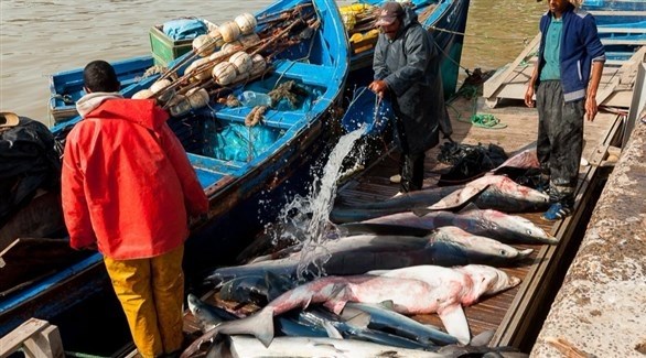 صيد السمك من بحر المغرب