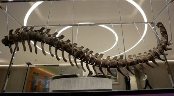 ذيل الديناصور المعروض للبيع طوله أربعة أمتار  (بيزنس انسايدر)