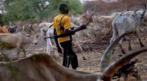 تربية الماشية في نيجيريا (أرشيف)