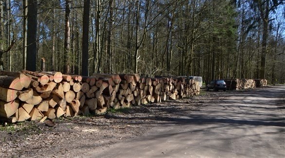 قطع الأشجار المستمر في بولندا (أرشيف)
