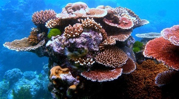 الشعب المرجانية (أرشيف)