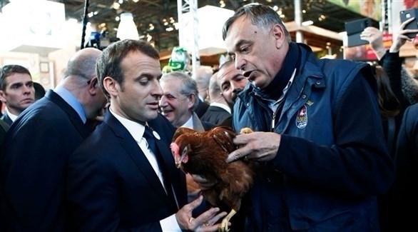 ماكرون يتبنى دجاجة في معرض الزراعة بباريس (تويتر)