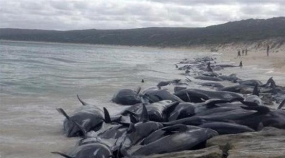 مئات الحيتان تجنح إلى الشاطىء في أستراليا (وكالات)