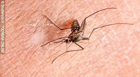 قد تتسبب لدغة البعوض بالإصابة بالملاريا (ديلي ميل)