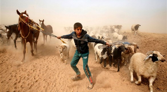 صبي عراقي يحاول إيصال الماشية إلى بر الأمان بعد هروبه من تنظيم داعش خلال اشتباكات قرب الموصل