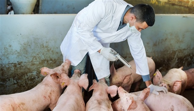 "صحة الحيوان" تحذر من لقاح فيتنامي ضد حمى الخنازير