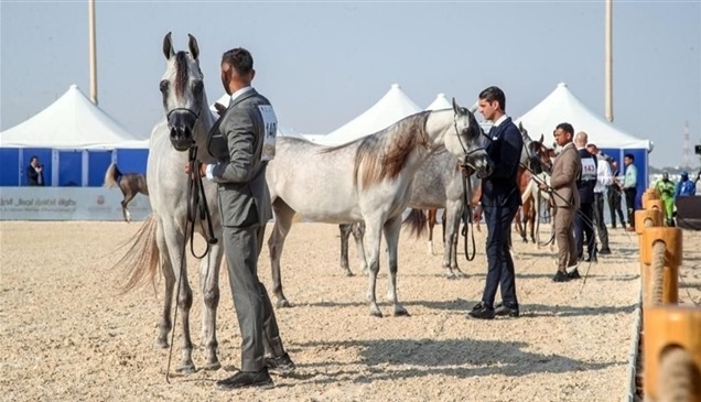 "الظفرة للخيول العربية".. ثنائية للمزروعي والصقران في اليوم الثاني