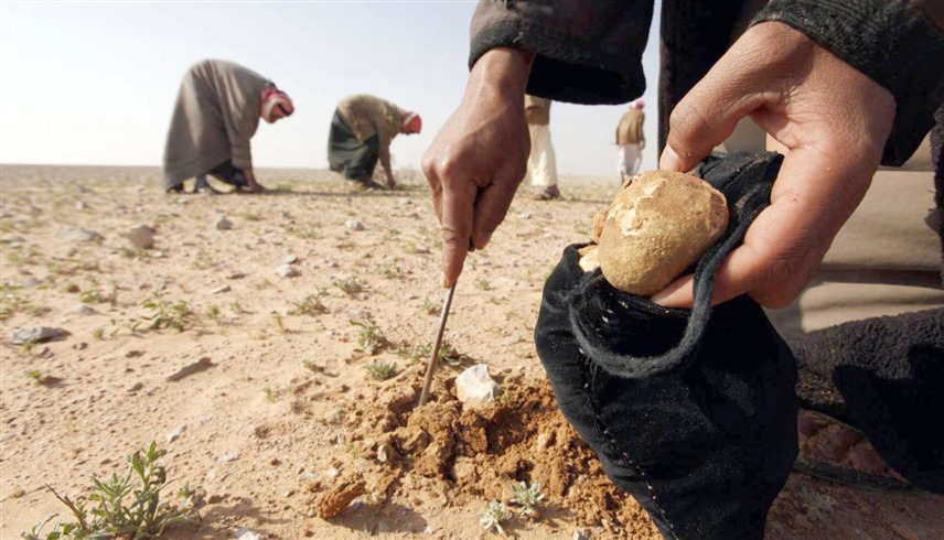 أشخاص يبحثون عن الكمأة في صحراء سوريا (أرشيف)