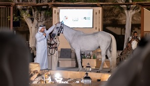 الأرشيف والمكتبة الوطنية يحتفي بالخيول العربية و"فن التشوليب"