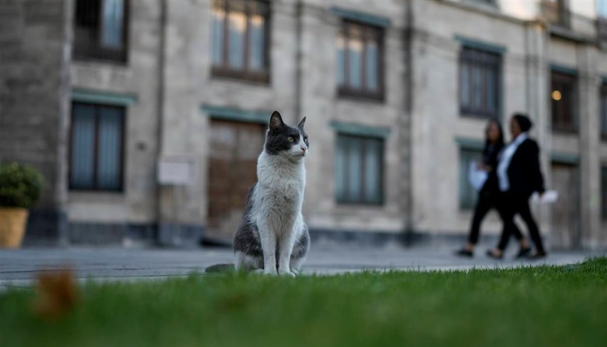 قطة تتجول في القصر الرئاسي 