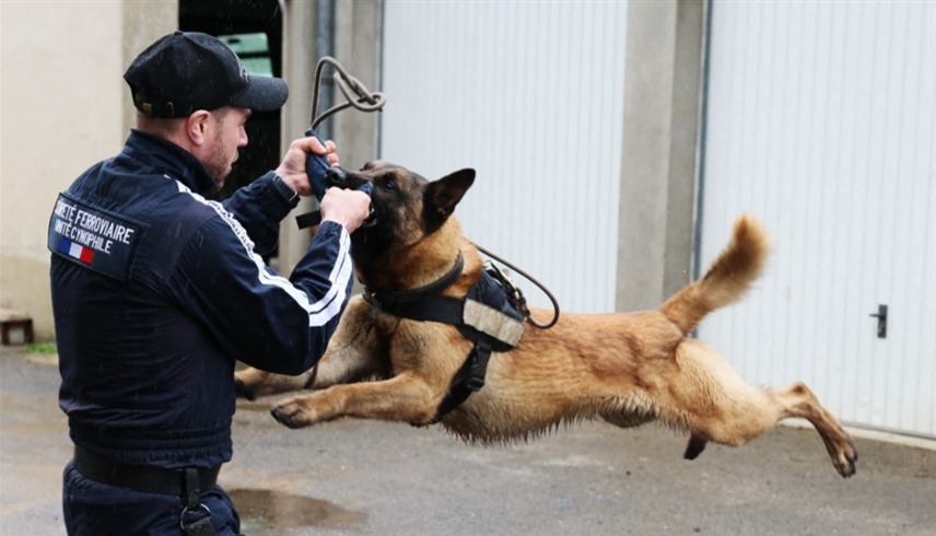 جانب من عمليات تدريب الكلاب (أ ف ب)