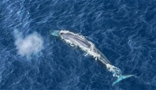 بعد 15 عاماً.. علماء يكشفون أسرار الحوت الأرزق 