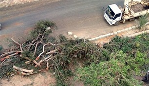 قطع الأشجار في مصر.. الحكومة تردّ على "الترند"