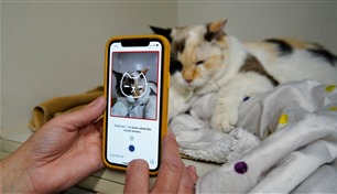 تطبيق ذكاء اصطناعي يكشف معاناة القطط من وجهها