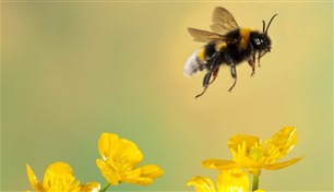  لماذا أصبحت خلايا النحل فارغة في فرنسا؟