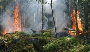 دراسة.. حرائق الغابات تضاعفت بشكل "مخيف" 