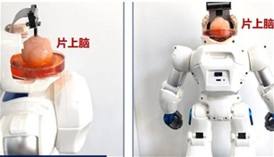 روبوت صيني بدماغ مزروع في المختبر