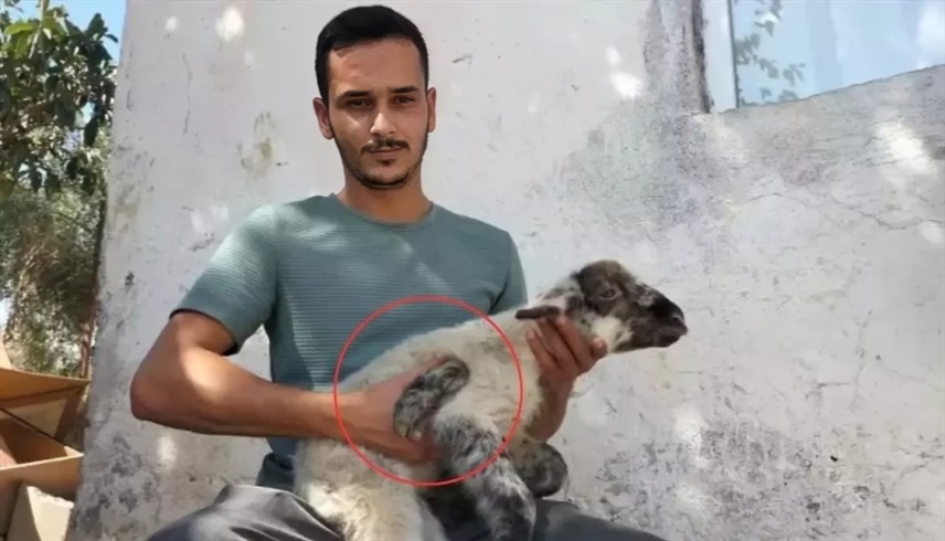 المربي مسعود شن والحمل المولود