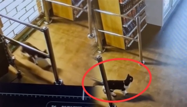 قط ينفذ عمليات سرقة "محترفة".. وفيديو الجريمة يشعل مواقع التواصل