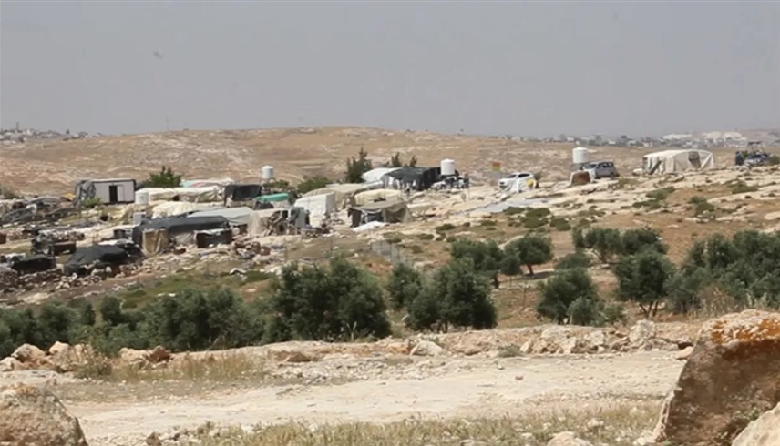 أشجار الزيتون في قرية سوسيا الفلسطينية (أرشيف)