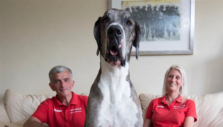 Giant Great Danes