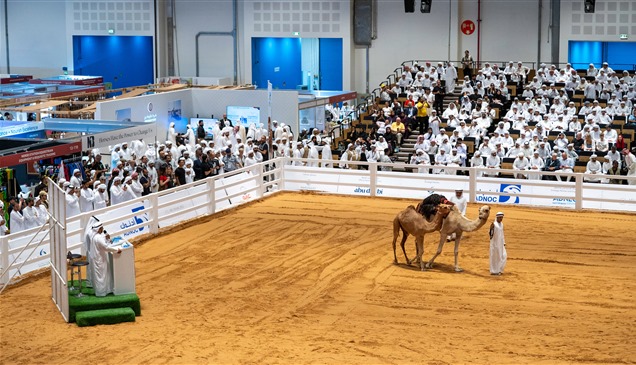نجاح غير مسبوق..مزاد الهجن في أبوظبي للصيد والفروسية يسجل مبيعات بـ1.77 مليون درهم