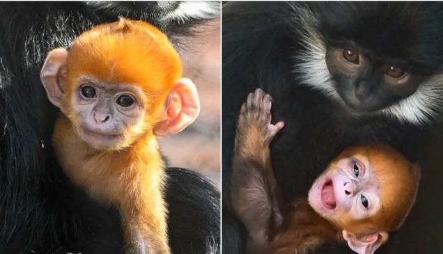 ولادة قرد برتقالي تثير إعجاباً عالمياً.. ما علاقة هاري بوتر؟