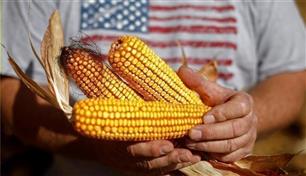 الذرة الأمريكية تسجل أطول سلسلة خسائر منذ مارس 2025