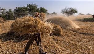 مصر تخفض واردات القمح إلى 12 مليون طن وسط اضطرابات البحر الأسود