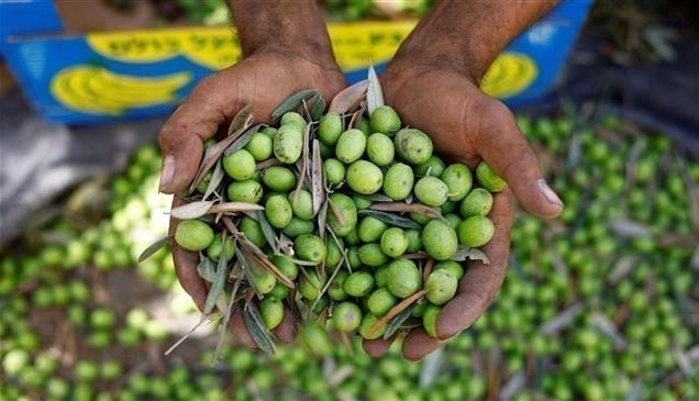 %40 تراجع متوقع.. موسم الزيتون المغربي تحت المجهر
