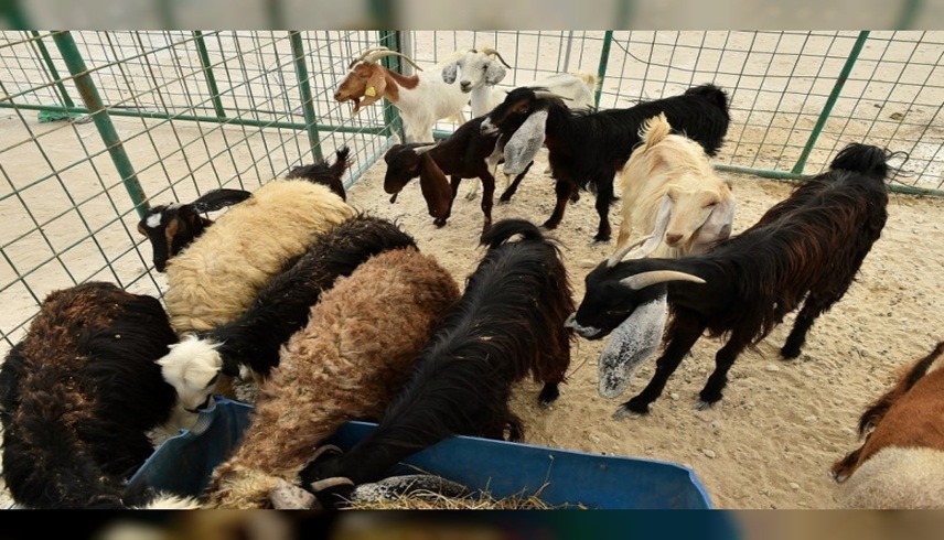 أرشيفية